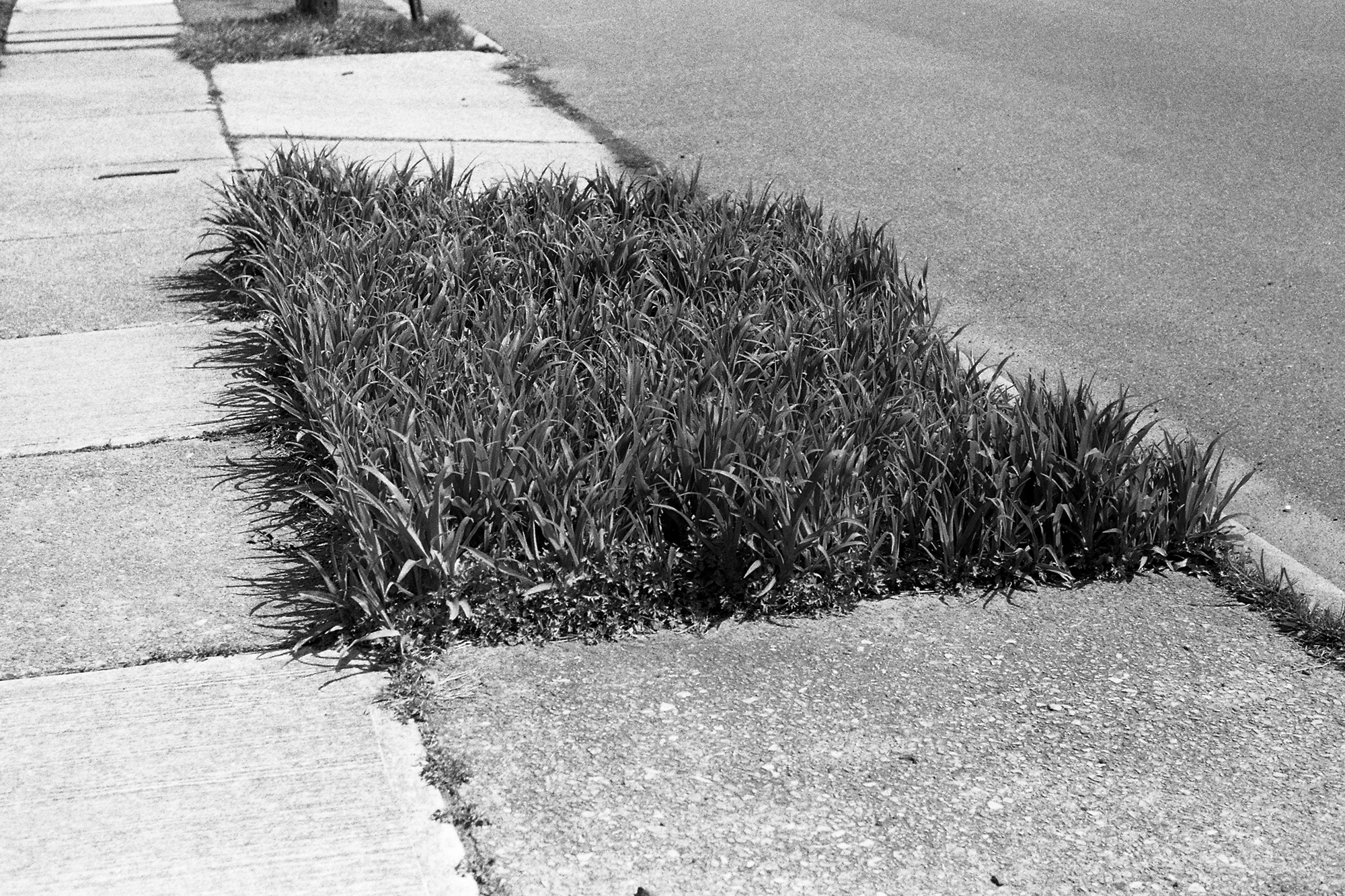Square patch of grass in within a sidewalk 